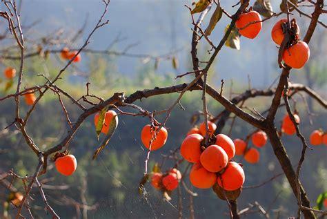 柿子红了的图片,最美的柿子红了图片,秋天柿子红了图片(第2页)_大山谷图库