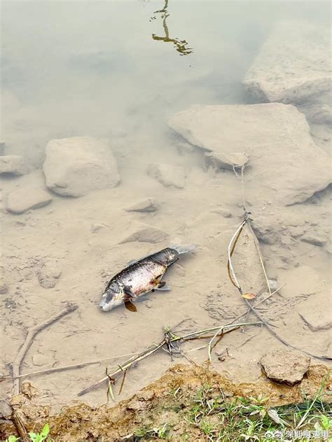 官方回应深圳一河水出现大量死鱼 ：上游漂下来的|死鱼|河水|龙岗河_新浪新闻