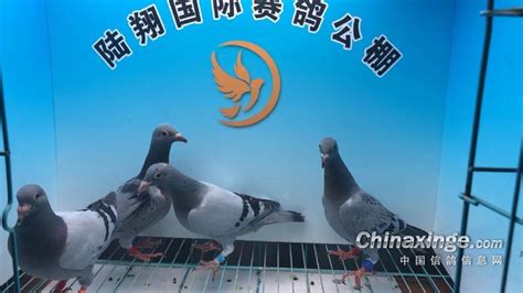 开尔国际赛鸽爱心公棚（青年队）图片查看-中国信鸽信息网各地公棚