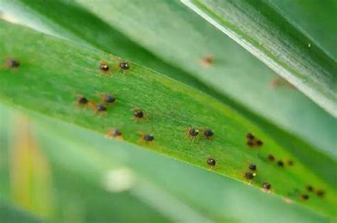 家里的盆栽植物也会感染红蜘蛛，要用什么方法来清除？