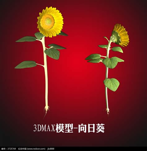 黄色卡通向日葵花朵图片免费下载_PNG素材_编号1m9i74gy0_图精灵