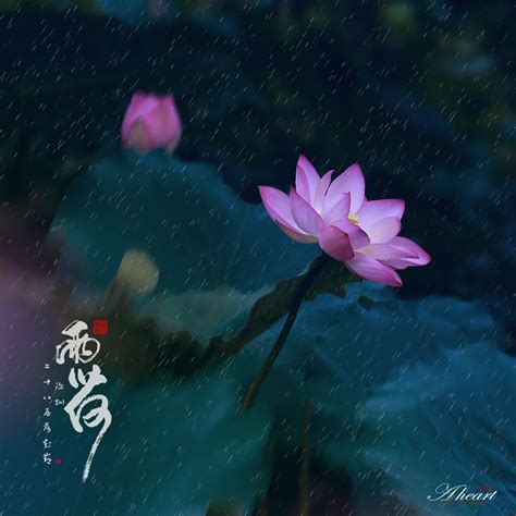 雨荷图片