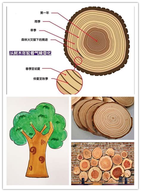 幼儿园大班自然科学活动教案：《大树几岁了？树木年轮的秘密！》 – 69农业规划设计.兆联顾问公司