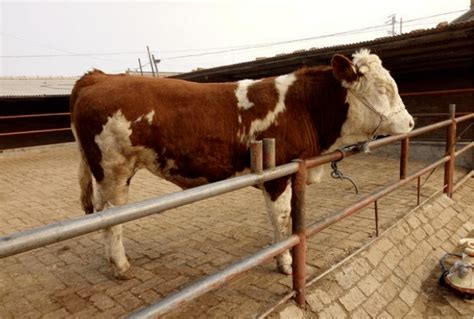 养牛技术和饲养方法有哪些？ - 惠农网