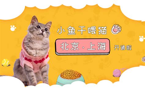 上门喂猫遛狗 流动的“铲屎官” 您敢托付吗? - 重庆日报网