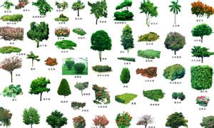 1000种树名大全,100种树木名称,200种树木名称图片_大山谷图库