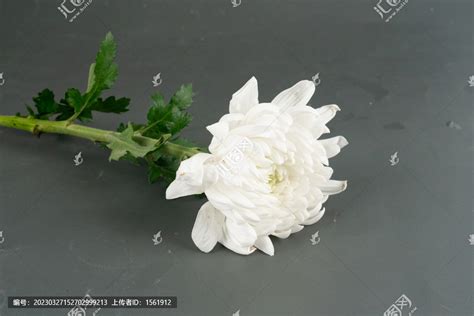 一束白菊花与草特写高清图片下载-正版图片504916251-摄图网