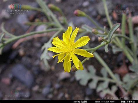 繁星点点的小野菊——甘野菊和菊花脑_北京日报网