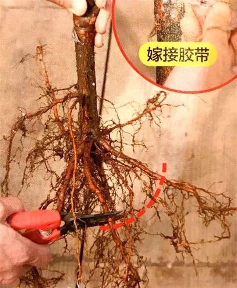 栽种树苗-宁夏新闻网