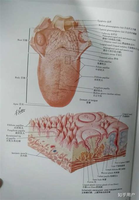 舌头结构图图片