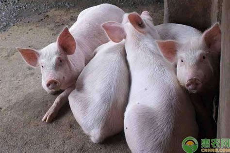 恭喜！四川1个猪新品种、4个畜禽遗传资源通过国家审定_四川在线