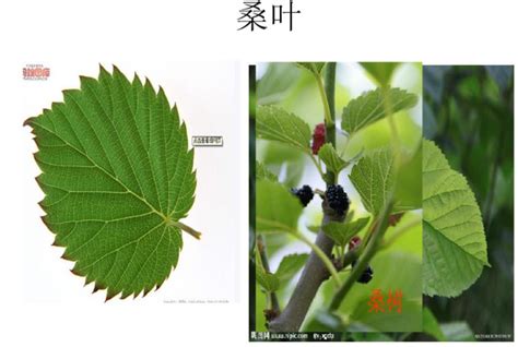 树叶的种类类型,树叶的种类,常见树叶种类(第4页)_大山谷图库