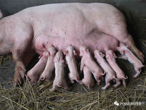 【技术篇】冬季养猪如何巧促母猪发情排卵的措施？