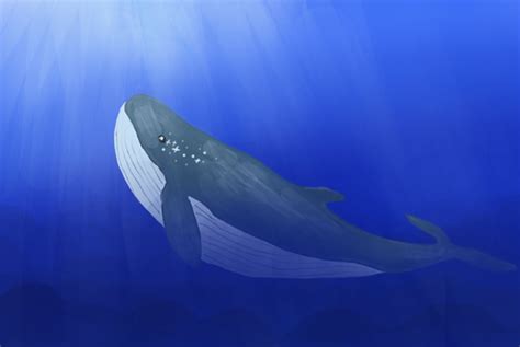 世界上最孤独的鲸鱼：alice鲸鱼还活着吗_探秘志
