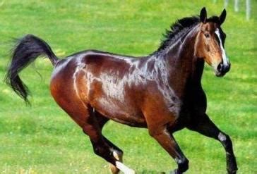 古代的马能跑多少公里(古代马一个小时能跑多少公里)-汇君网