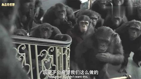 黑猩猩冷知识：小猩猩也会用各种工具，首领带着族群捕杀猴子