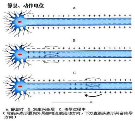 下图1呈现的是神经元间形成的突触，图2表示分别刺激神经元1、2＋1（先刺激神经元2再刺激神经元1）、神经元3时，在N点测定神经元4的电位变化 ...