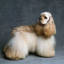 美卡犬图片