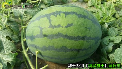 纯品甜王西瓜种子（麻籽型）批发价格 甘肃 SAGA世嘉 水果种子-食品商务网