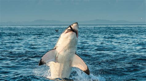 So kommen Orcas an ihre Leibspeise: Leber vom Weissen Hai