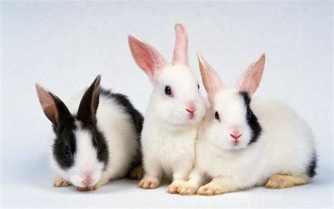 兔子网名大全霸气,关于兔子的好听的昵称 - 悠生活