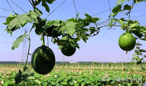 瓜蒌种植技术及亩收益是什么？ - 惠农网