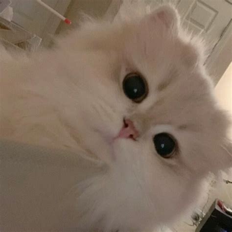 非主流凯特猫头像