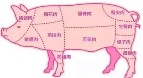 猪展肉是什么部位 猪展肉的简介-生活百科网