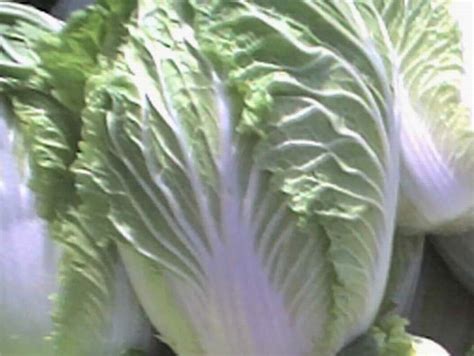 2020东西湖自家种的小白菜、白菜苔，质量很好_小白菜价格行情_蔬菜商情网