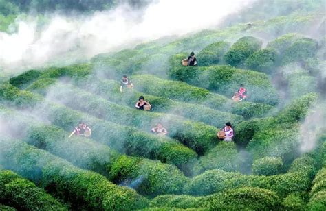 为什么中国茶行业没有领导品牌？ - 知乎