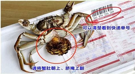大闸蟹怎么吃--手把手教你吃大闸蟹，步骤很详细，吃法很简单 - 知乎