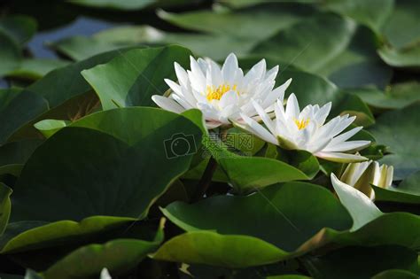 白莲花 - 新影像风光 花粉俱乐部