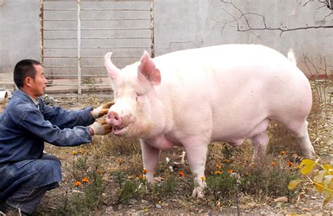 400斤猪,400斤猪图片,300斤的猪图片大全(第2页)_大山谷图库
