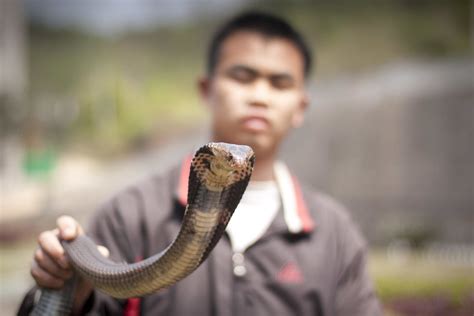 被眼镜蛇咬手，印度8岁男童反咬蛇两口：人没事，蛇死了_太行晓朝_新浪博客