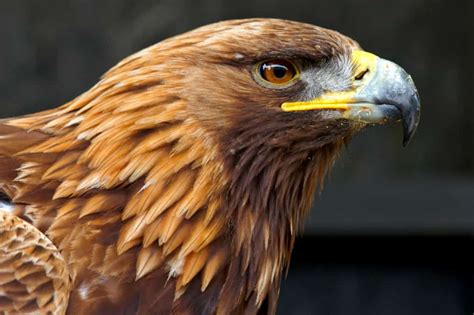 Discover nature with MDC Eagle Days around the state | Missouri ...