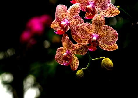 植物学黄色的蝴蝶兰花美丽的高清图片下载-正版图片307757183-摄图网