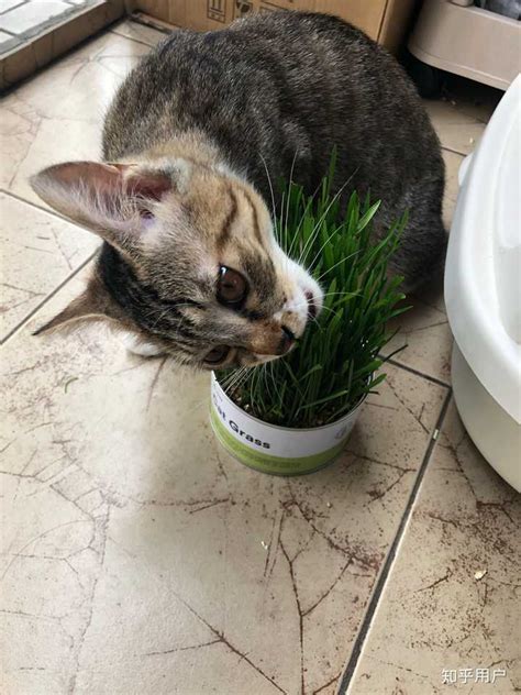 猫吃猫草有什么好处-猫吃猫草有什么用 - 见闻坊