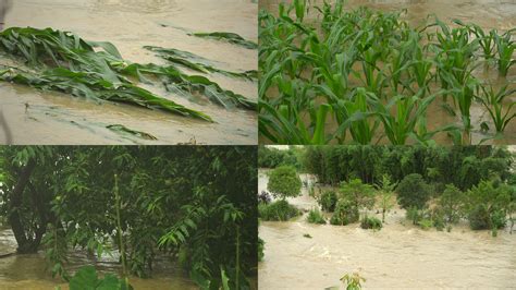 （四川农村日报）快熟的水稻遭洪水淹了，咋办？专家现场开方-四川农业大学新闻网