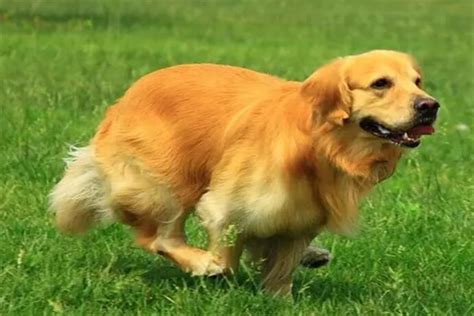 金毛寻回犬和金毛有什么区别（金毛为什么叫寻回犬？除了能搜寻猎物还有啥？） - 宠物 - 布条百科