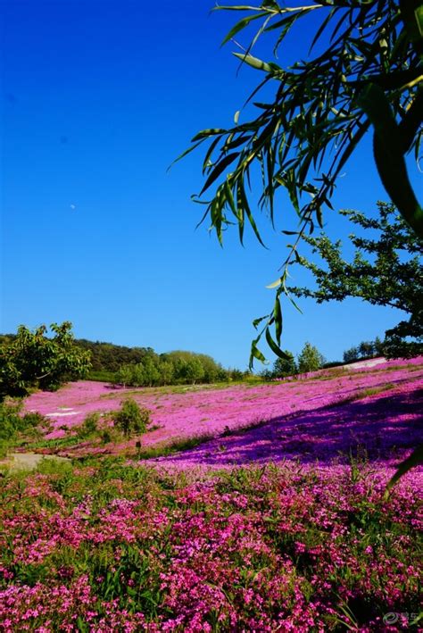 美丽的维斯特利亚花朵在春日落时开花在园的美丽维斯特里亚花朵中开在春天户外充满活力四月高清图片下载-正版图片307665056-摄图网