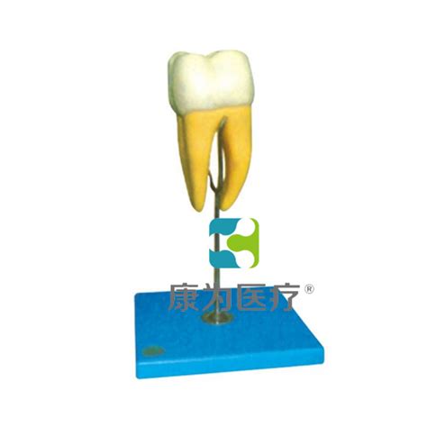 “康为医疗” 磨牙解剖放大模型