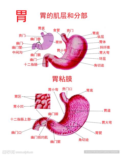 胃壁的五层结构图解,胃壁分层5层示意图,胃壁分层(第4页)_大山谷图库