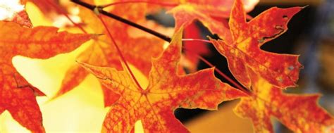 枫叶秋季叶子红色着色光明秋天的颜色丰富多彩图片免费下载_自然风景素材免费下载_办图网