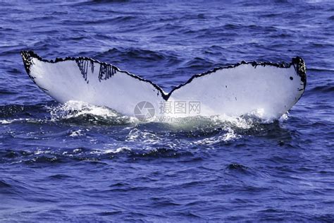 大西洋沿岸的鲸目观察体验在大西洋沿岸的捕鲸观察鱼巨翅目经验高清图片下载-正版图片307733200-摄图网