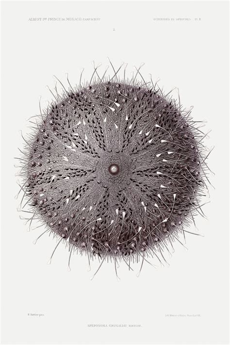 Sperosoma grimaldii, sea urchin illustration | Free Photo Illustration ...