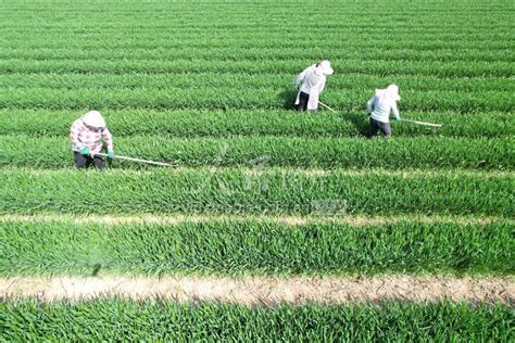 安徽亳州：麦椒套种新模式 助农增产增收-人民图片网