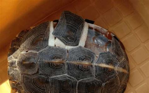 日本一只乌龟头上长出两只角 长一公分左右