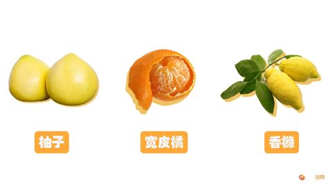 橘子和桔子有什么区别？橘子怎么挑选最甜(2)_食材百科_三顶养生网