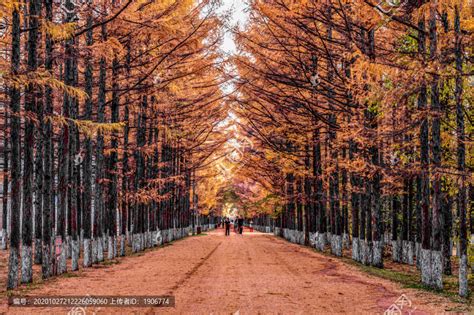 秋天的中国长春百木园景观,森林植被,自然风景,摄影素材,汇图网www.huitu.com