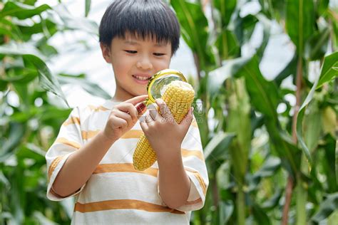 小男孩跑到玉米地研究成熟的玉米mp4格式视频下载_正版视频编号697017-摄图网